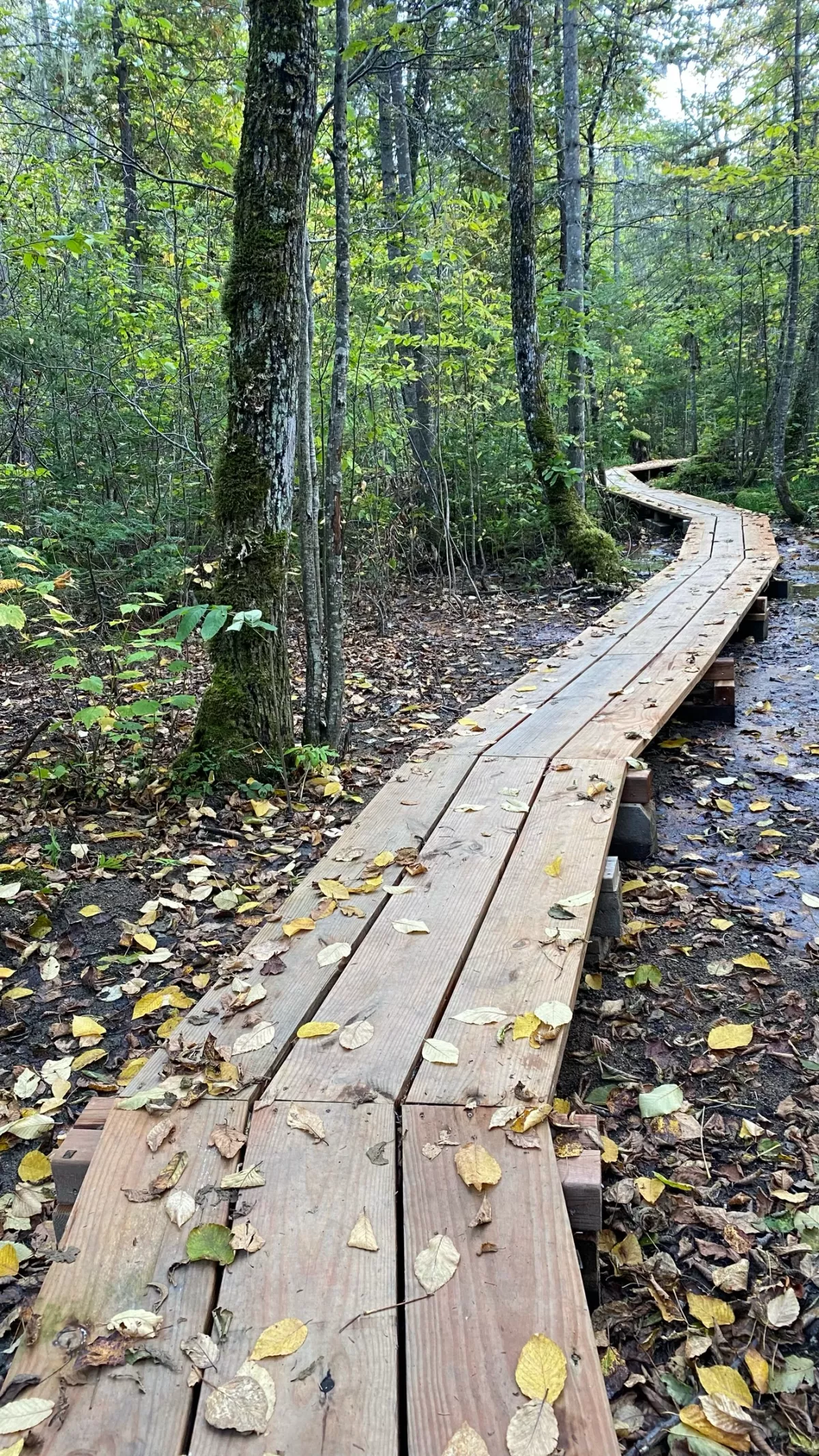 Physalide - Trouver son chemin Physalide - Trouver son chemin