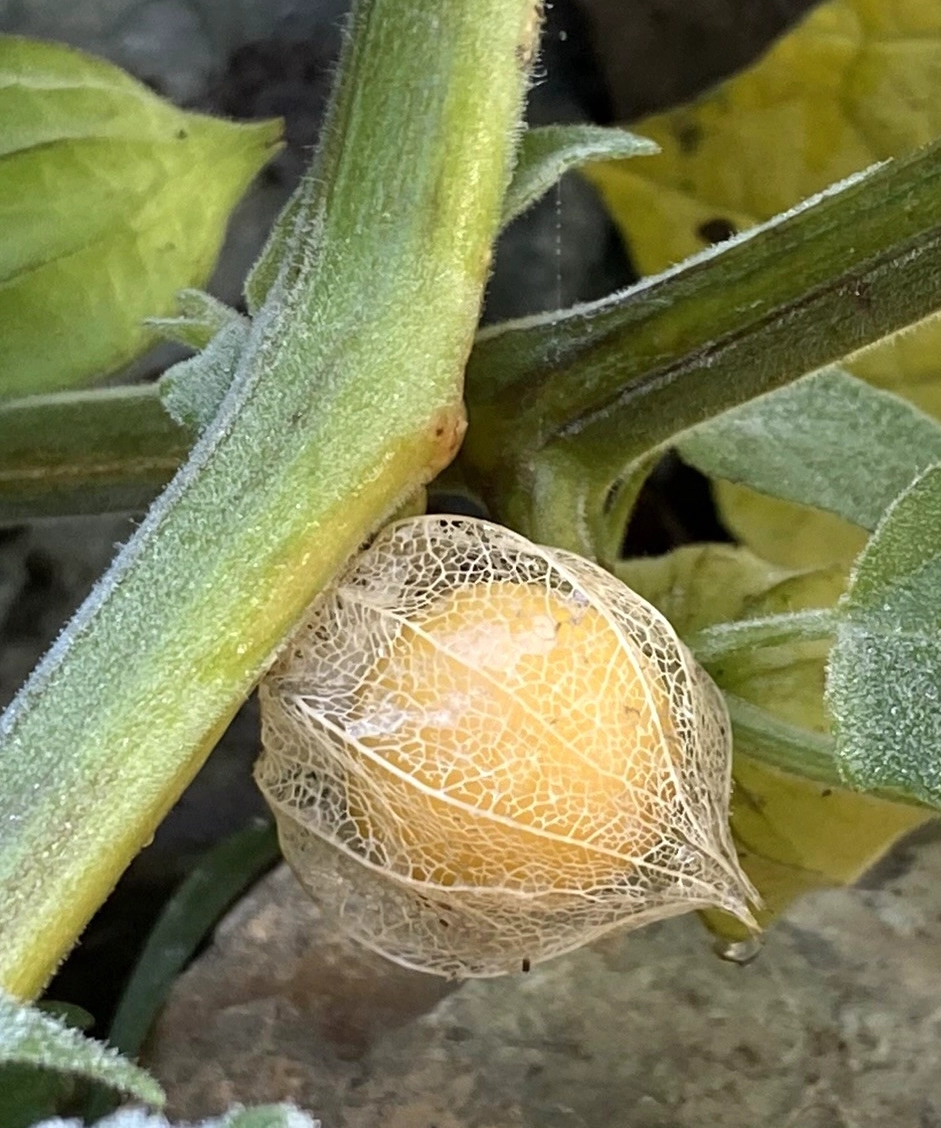 Physalide, la plante du travail intérieur Physalide, la plante du travail intérieur