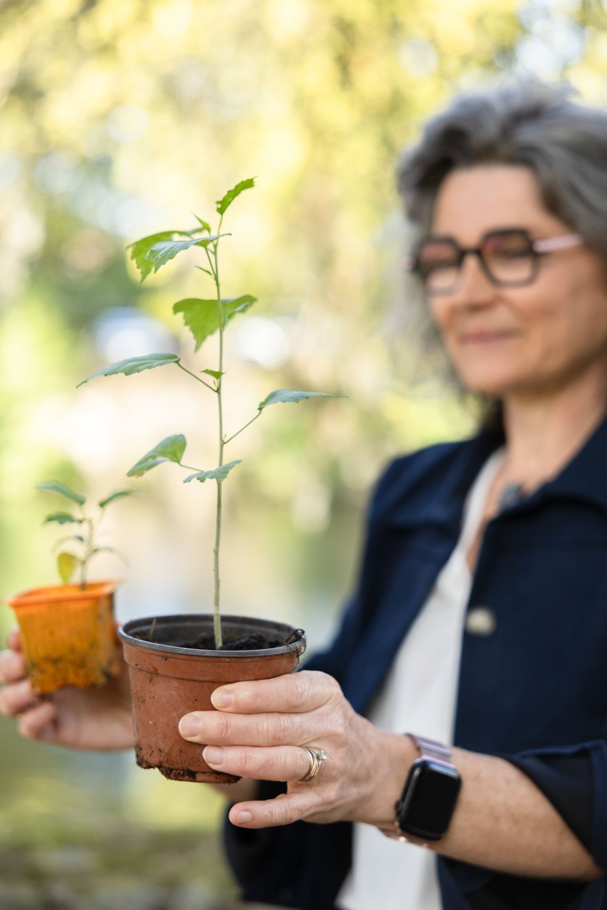 Physalide, la plante du travail intérieur Physalide, la plante du travail intérieur